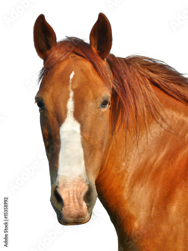 Fototapeta czekolada rodeo dziki grzywa oko