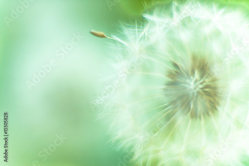 Obraz na płótnie roślina mniszek wzór kwiat