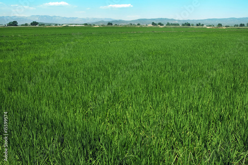 Fototapeta pejzaż zboże pole ebro rzeki