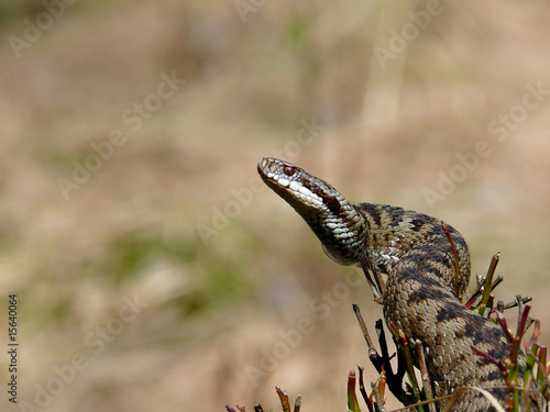 Fotoroleta natura dzikie zwierzę gad