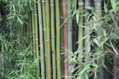 Obraz na płótnie chiny zen japoński bambus