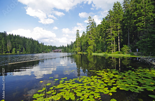 Obraz na płótnie natura krajobraz las