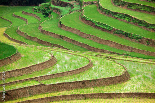 Obraz na płótnie rolnictwo azja pole woda krajobraz