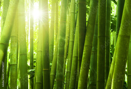 Plakat Słońce przebijające się przez bambusowy las