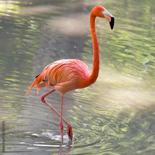 Obraz na płótnie flamingo zwierzę woda