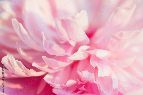 Plakat Beautiful and tender pink peony flower petals closeup