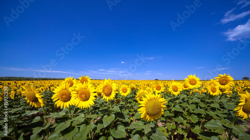 Fotoroleta natura niebo kwiat lato