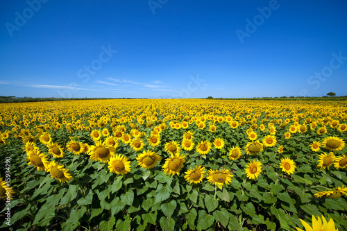 Plakat krajobraz niebo natura rolnictwo