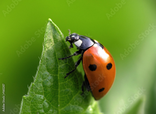 Naklejka dziki roślina natura makro