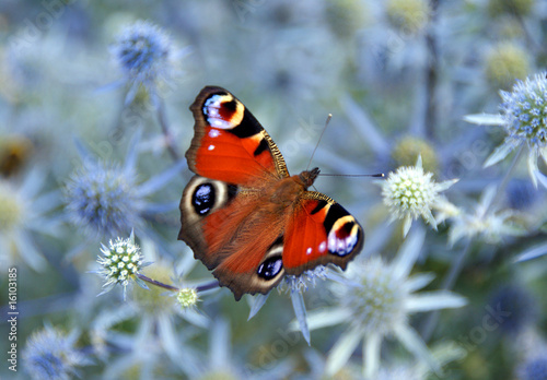 Fotoroleta łąka fauna oko