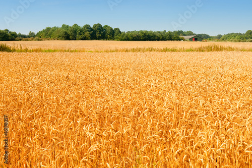 Plakat pejzaż natura lato żniwa