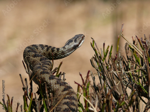 Plakat natura gad dzikie zwierzę wąż uciec