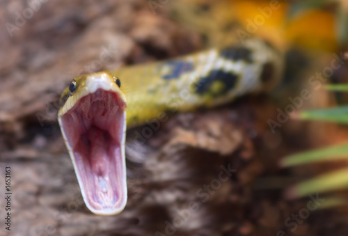 Plakat wzór zwierzę tropikalny natura