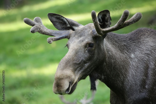 Plakat natura szwecja świnia