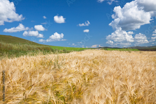 Fotoroleta natura pejzaż słońce żyto wieś