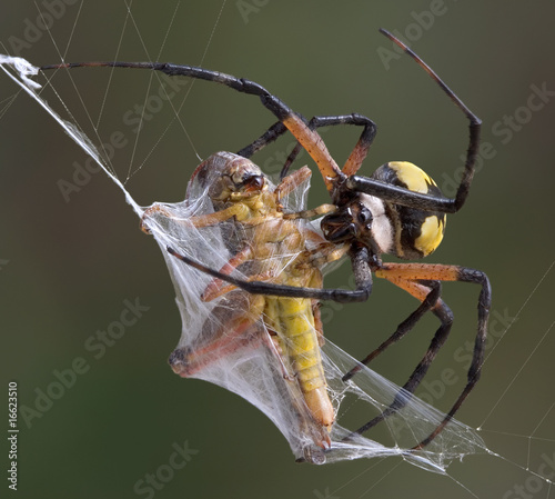 Plakat pająk zwierzę natura