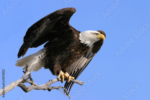 Plakat ameryka ptak zwierzę wolność