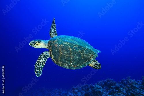 Naklejka żółw ryba egipt tropikalna ryba