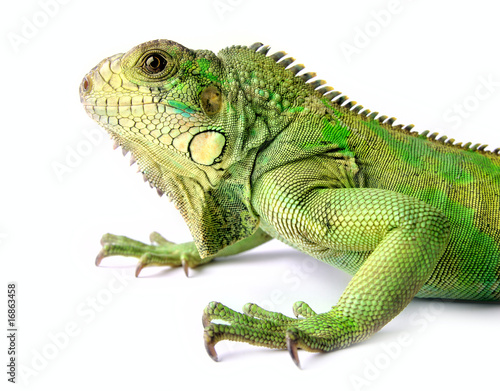 Naklejka dżungla gad roślinożerca iguana gekko