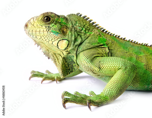 Plakat dżungla gad roślinożerca iguana gekko