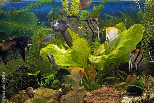 Plakat natura roślina ładny zwierzę podwodne