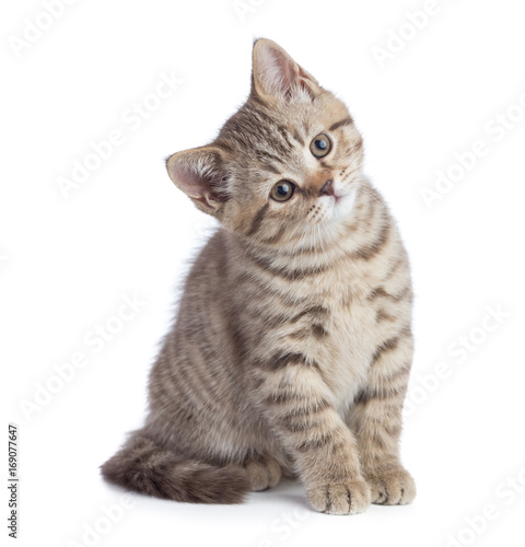 Naklejka Sitting young cat full length looking with great attention isolated