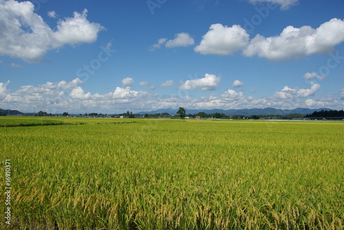 Fotoroleta japonia wieś jesień