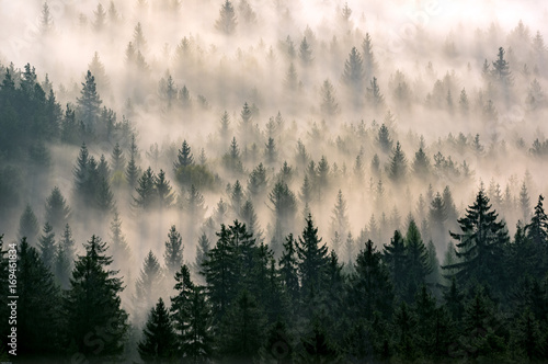 Fotoroleta pejzaż jesień drzewa natura