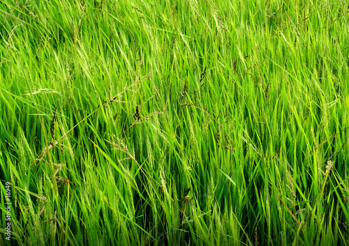 Naklejka trawa natura pole zielony akcja