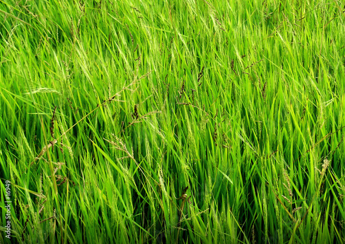 Obraz na płótnie trawa natura pole zielony akcja