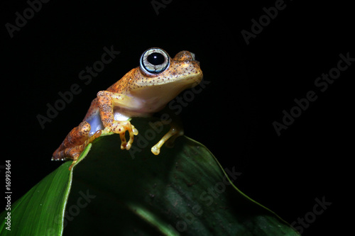 Naklejka żaba dżungla płaz oko makro