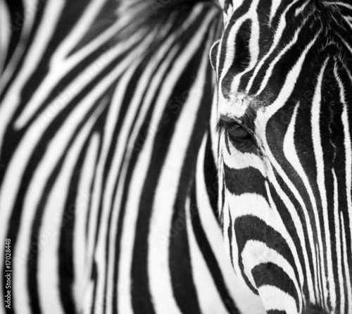 Fototapeta safari zwierzę ssak dziki