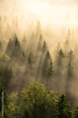 Fotoroleta pejzaż las drzewa natura