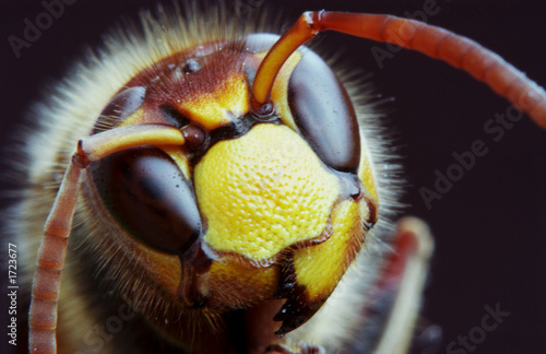 Obraz na płótnie fauna dziki zwierzę natura