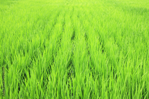 Naklejka błękitne niebo rolnictwo pole ryżowe niełuskanego
