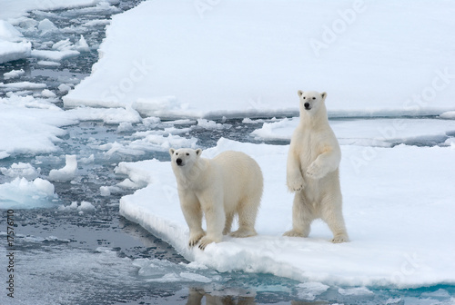 Plakat lód niedźwiedź matka polarnych arktyczny