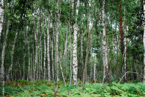 Naklejka natura brzoza dżungla las tło