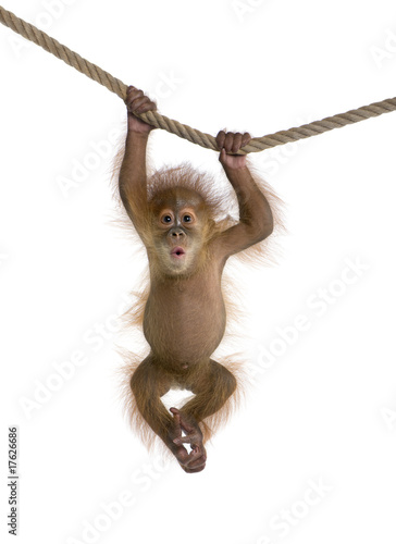 Obraz na płótnie małpa ssak zwierzę