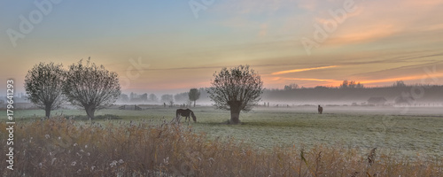 Fotoroleta niebo zwierzę trawa pole wiejski