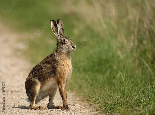 Fotoroleta natura zwierzę ssak słońce