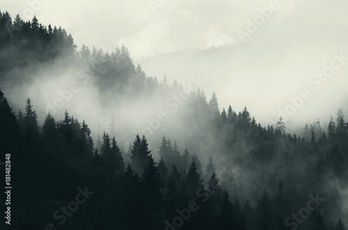 Fotoroleta dark forest and mountains, foggy landscape