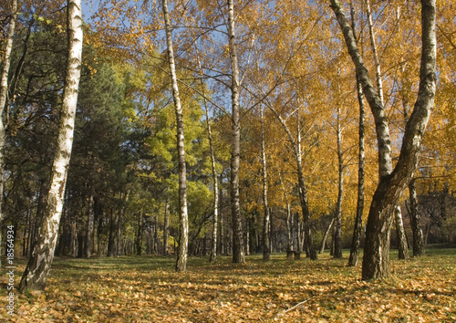 Naklejka niebo las park