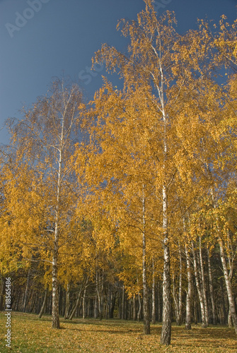 Naklejka las niebo natura