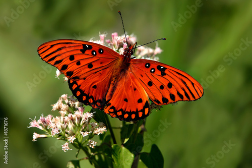 Fotoroleta lato motyl zatoka