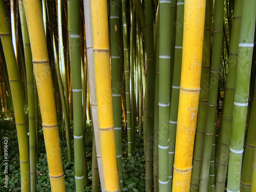 Obraz na płótnie roślina las bambus