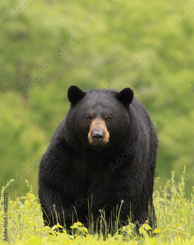 Plakat natura dzikie zwierzę niedźwiedź ssak