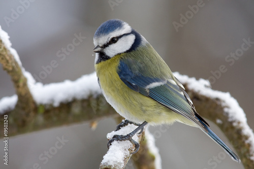 Naklejka fauna ptak zwierzę