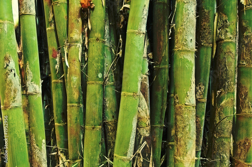 Fototapeta bambus trawa natura tajlandia