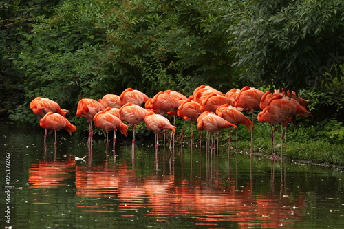 Fototapeta Flamingos