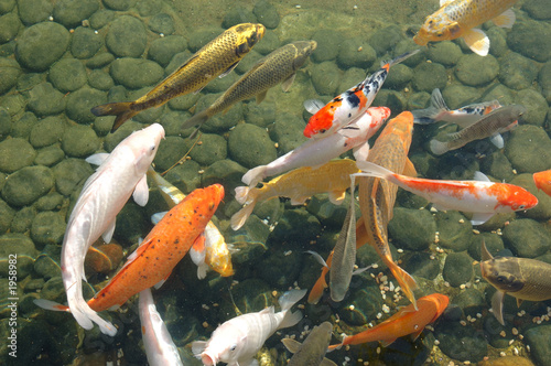 Naklejka natura orientalne azjatycki japonia